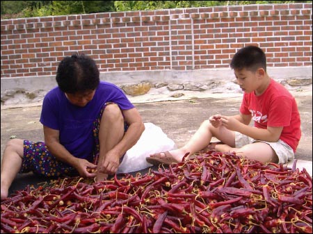 고추 꼭지를 따고 있는 엄마와 아들 